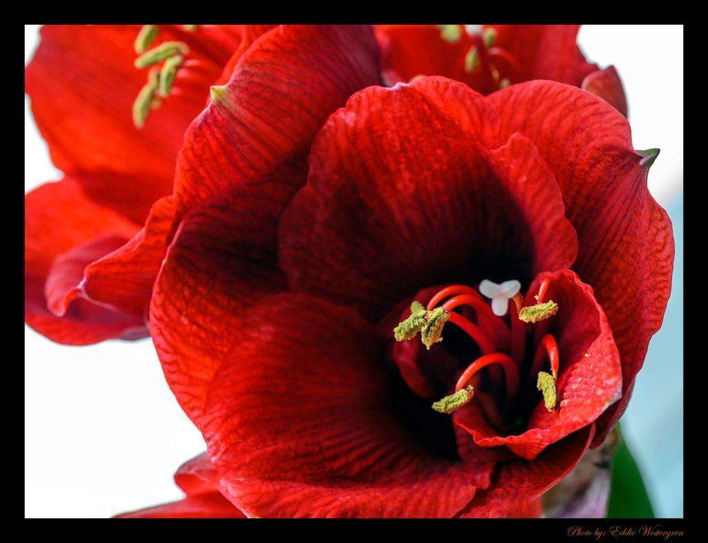 amaryllis photo