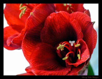 Amaryllis photo