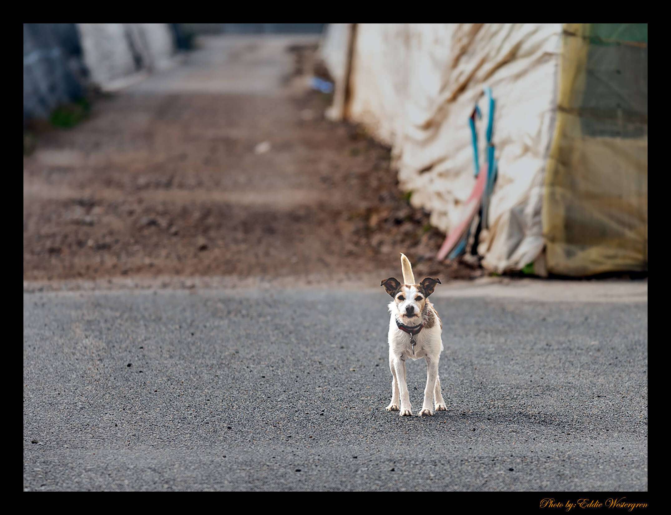Dog on street photo