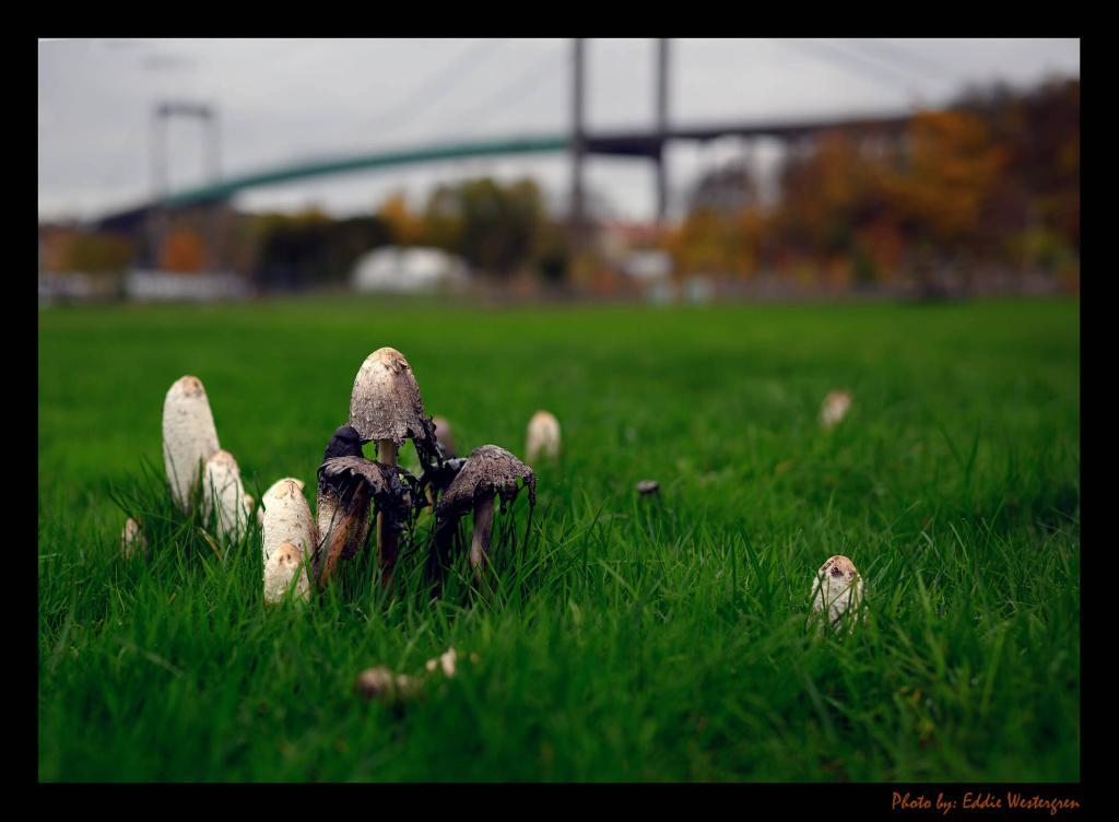 Inc cap mushroom photo