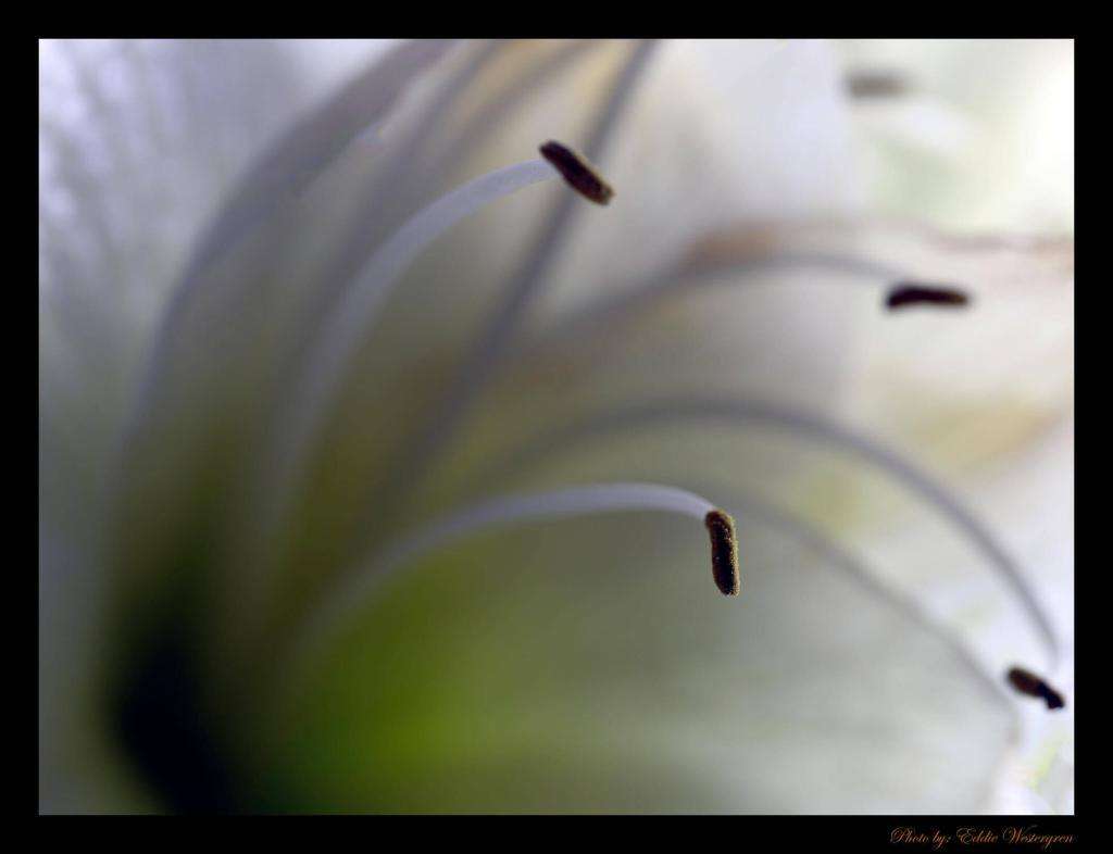 Orchid anther photo