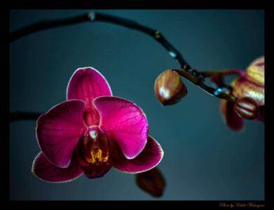 Purple orchid photo