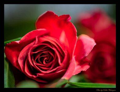 Rose photo