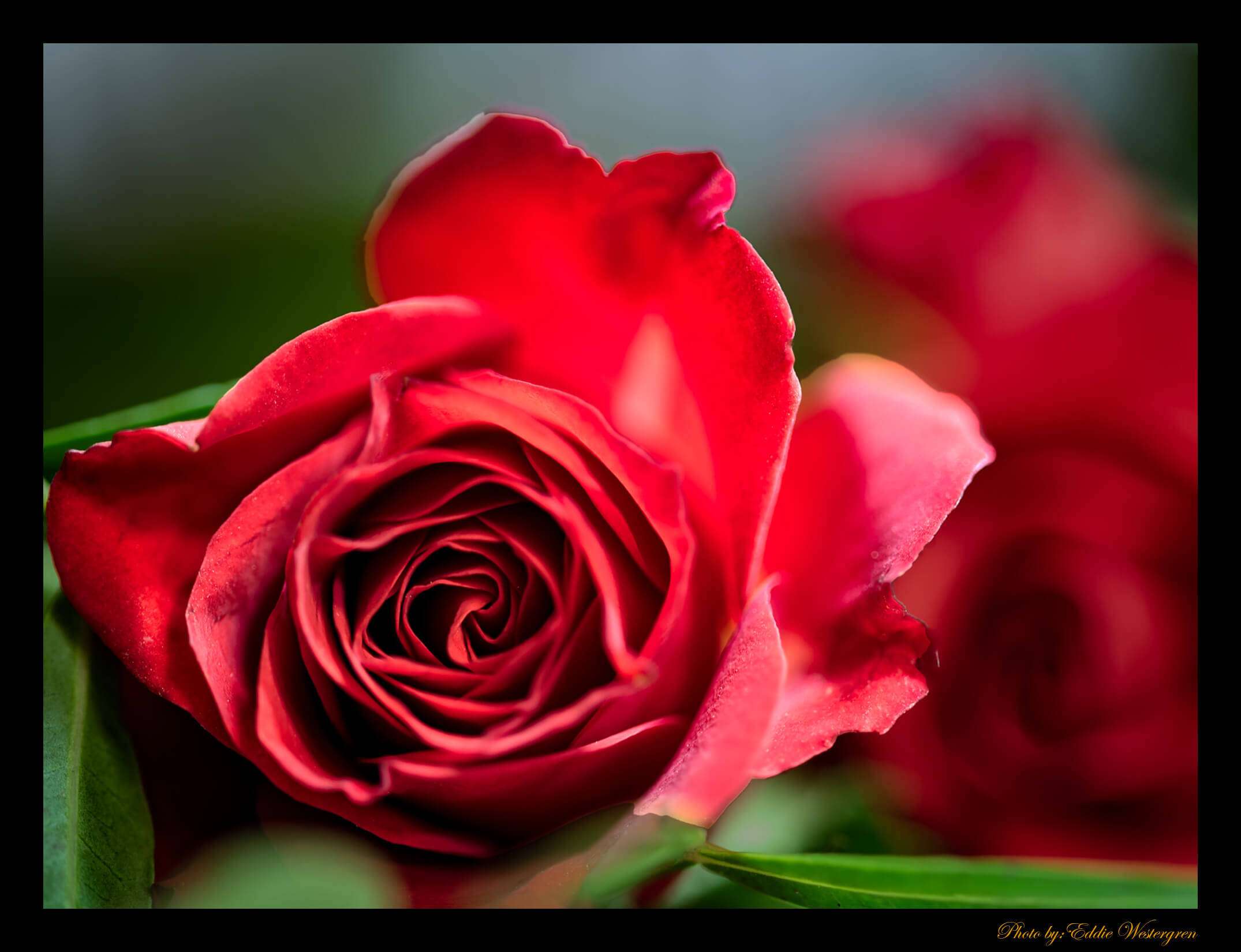 Rose photo