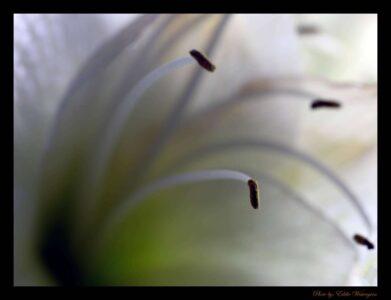 Orchid anther photo