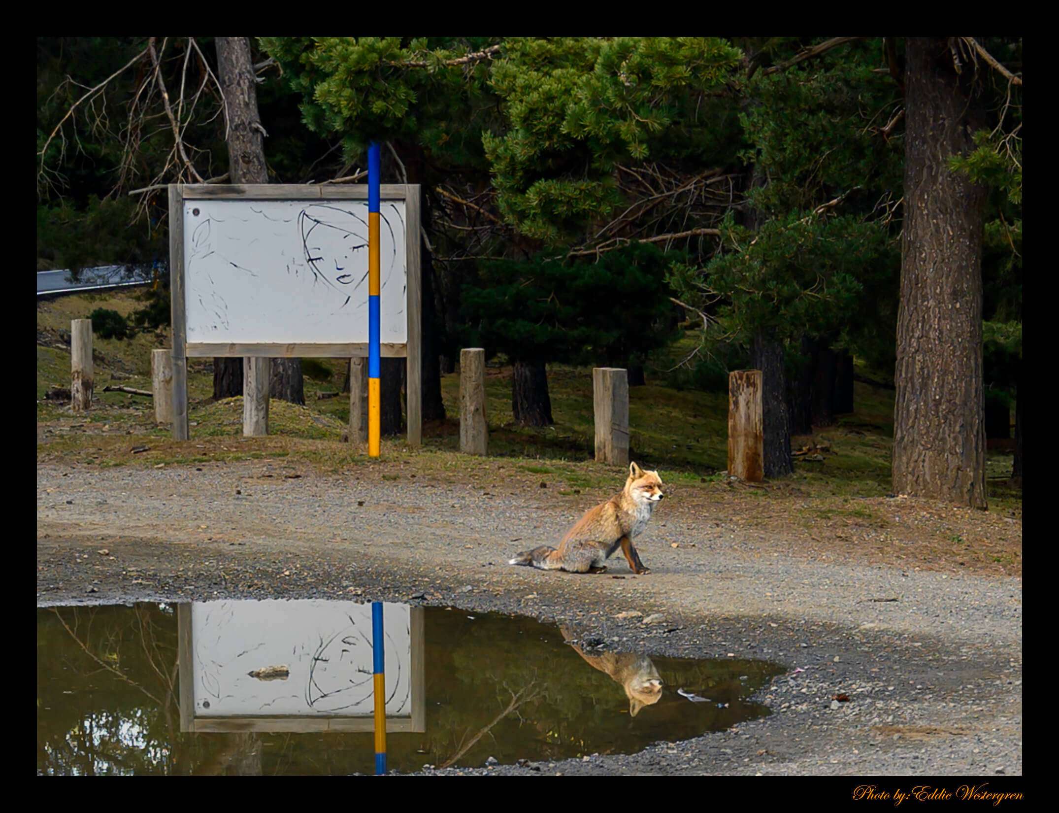 Fox in Sierra Nevada
