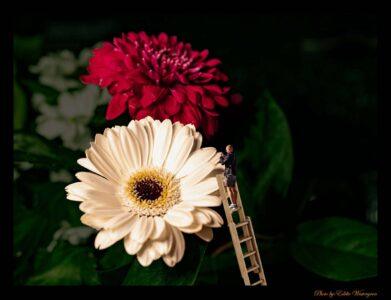 Flower worker photo