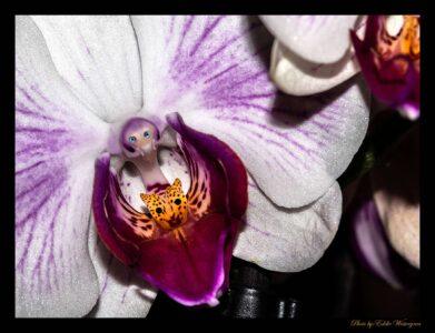 orchid eating photo