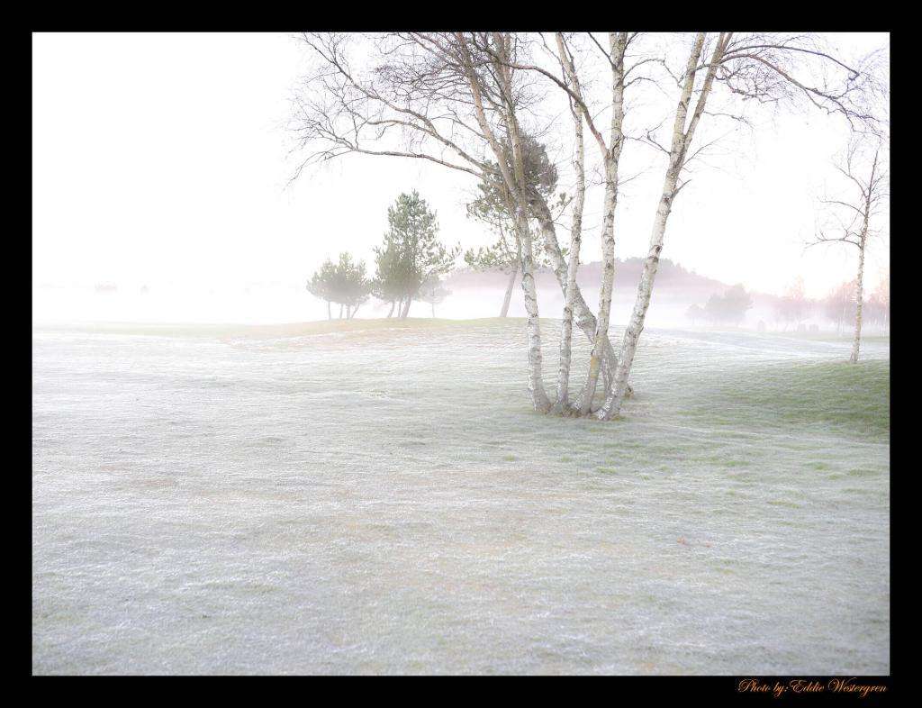 winter on the golf course photo