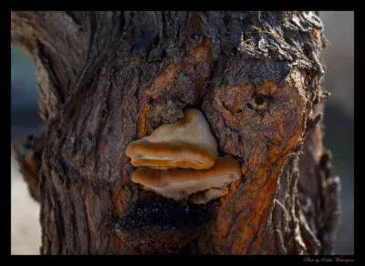 Eye in tree