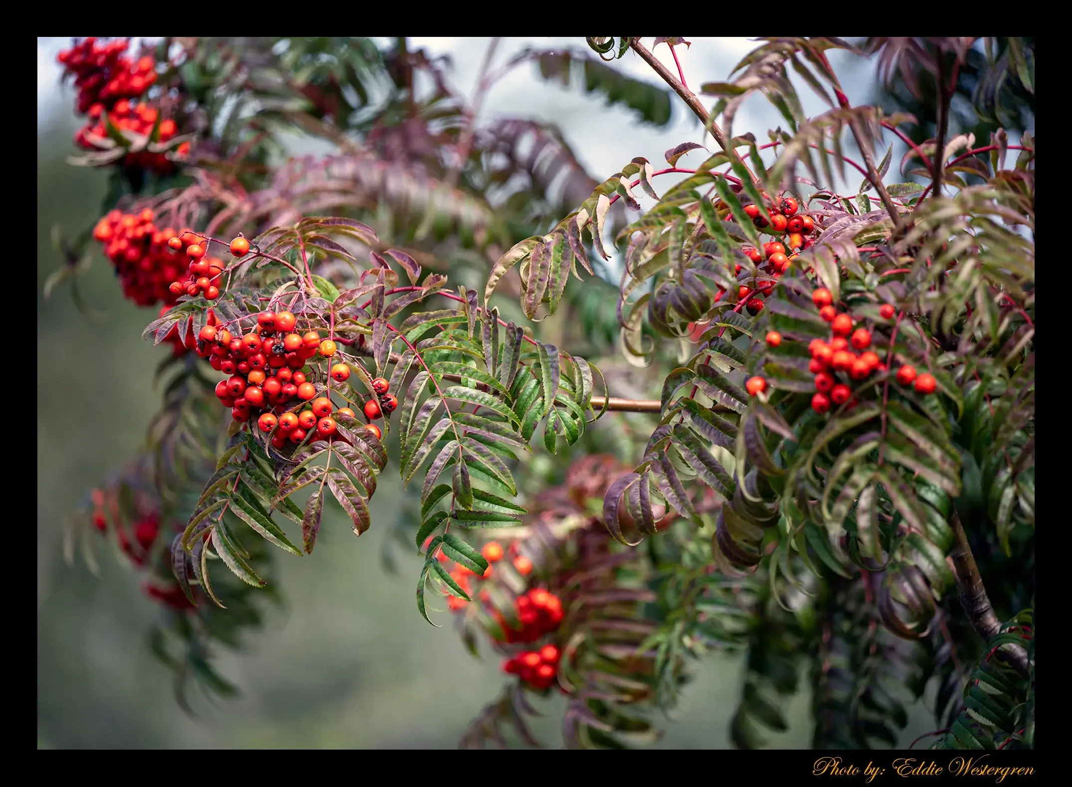 Rowan tree