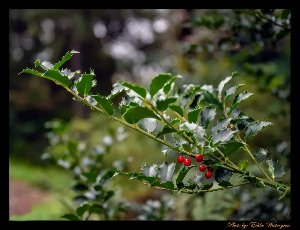 The holly Blue Maid