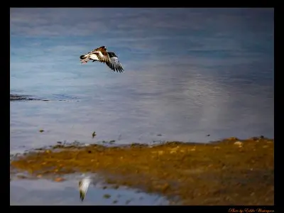 Bird flying