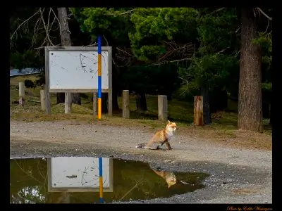 Fox on parkingplace