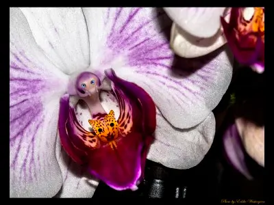 Orchide eating