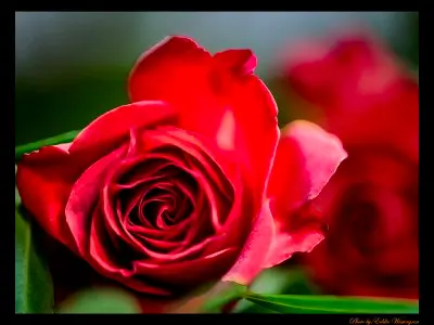 Rose flower