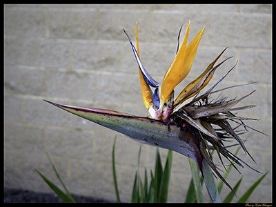 Parrot look a like flower