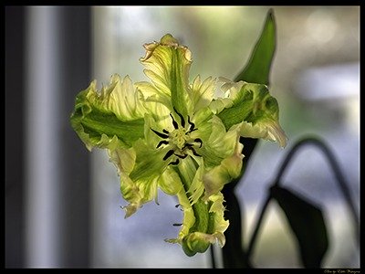 French tulip