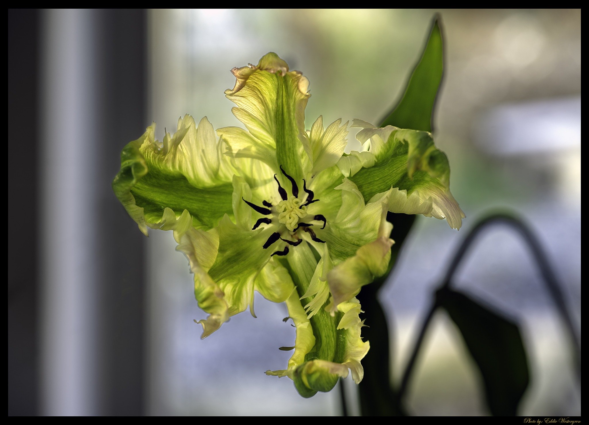 French tulip