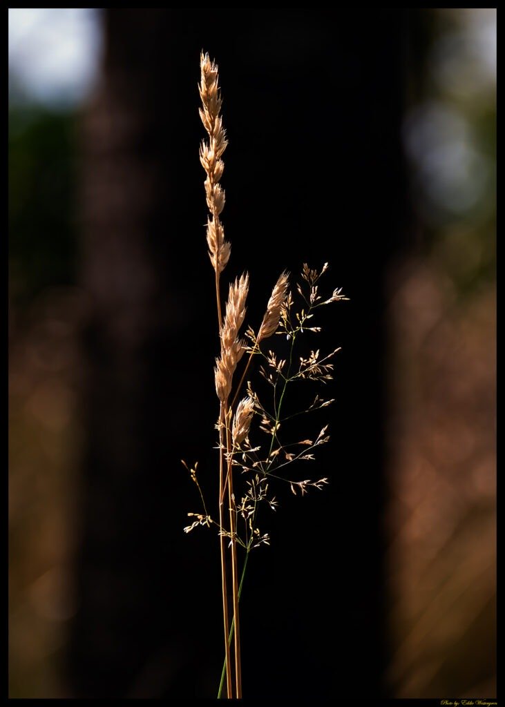 Blades of grass