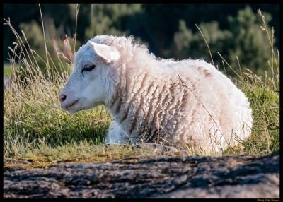 Sheep