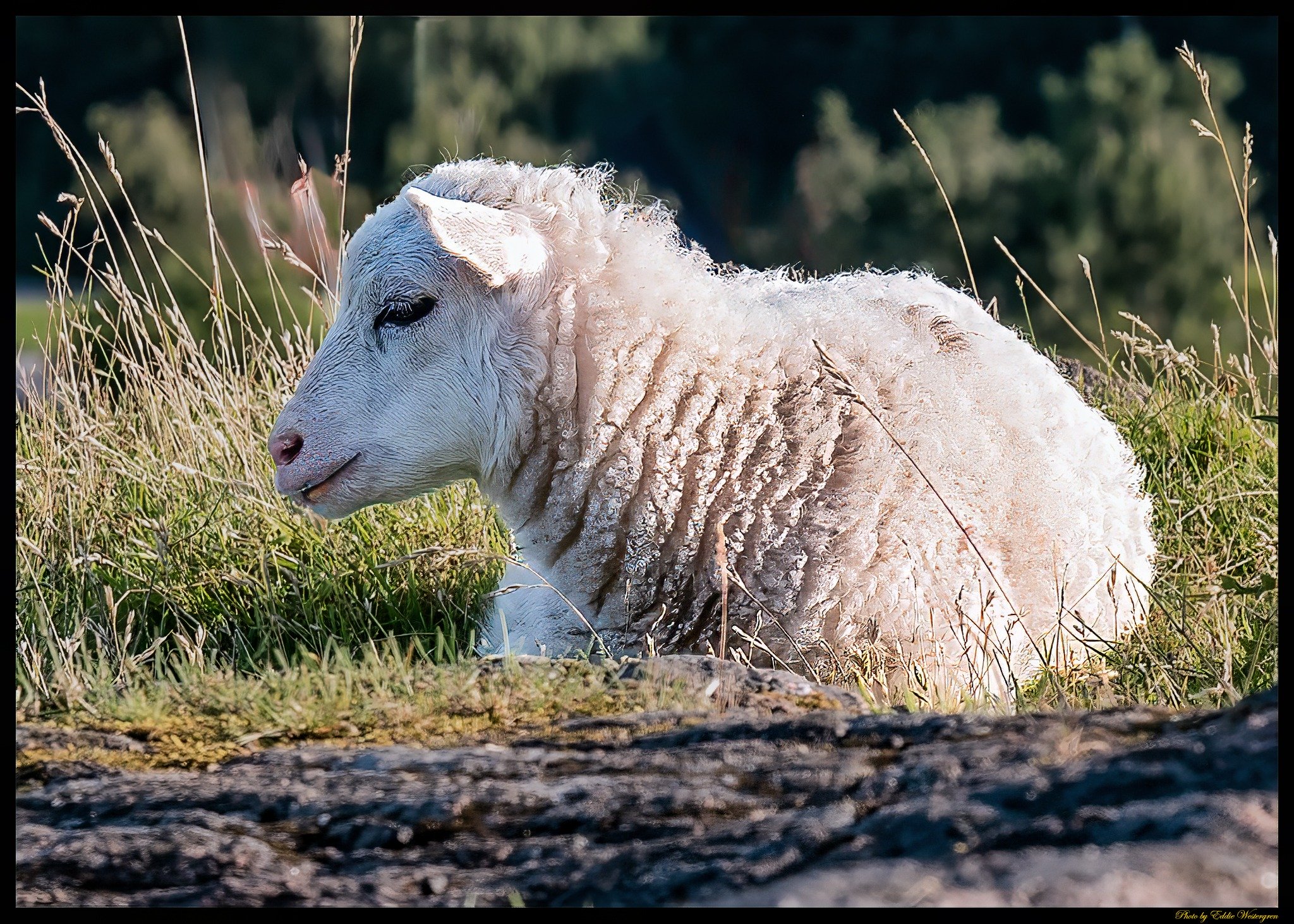 Sheep
