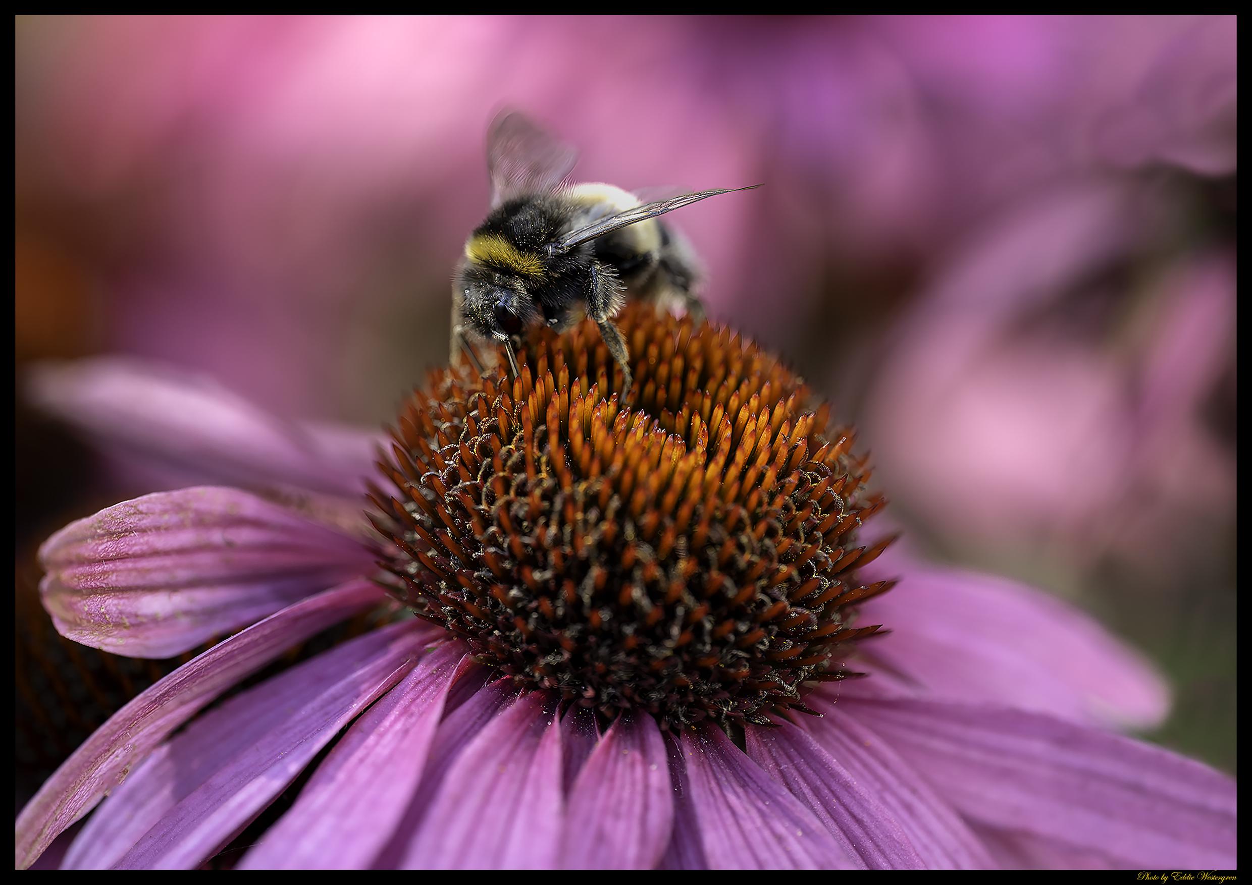 Bumblebee on flower in our garden