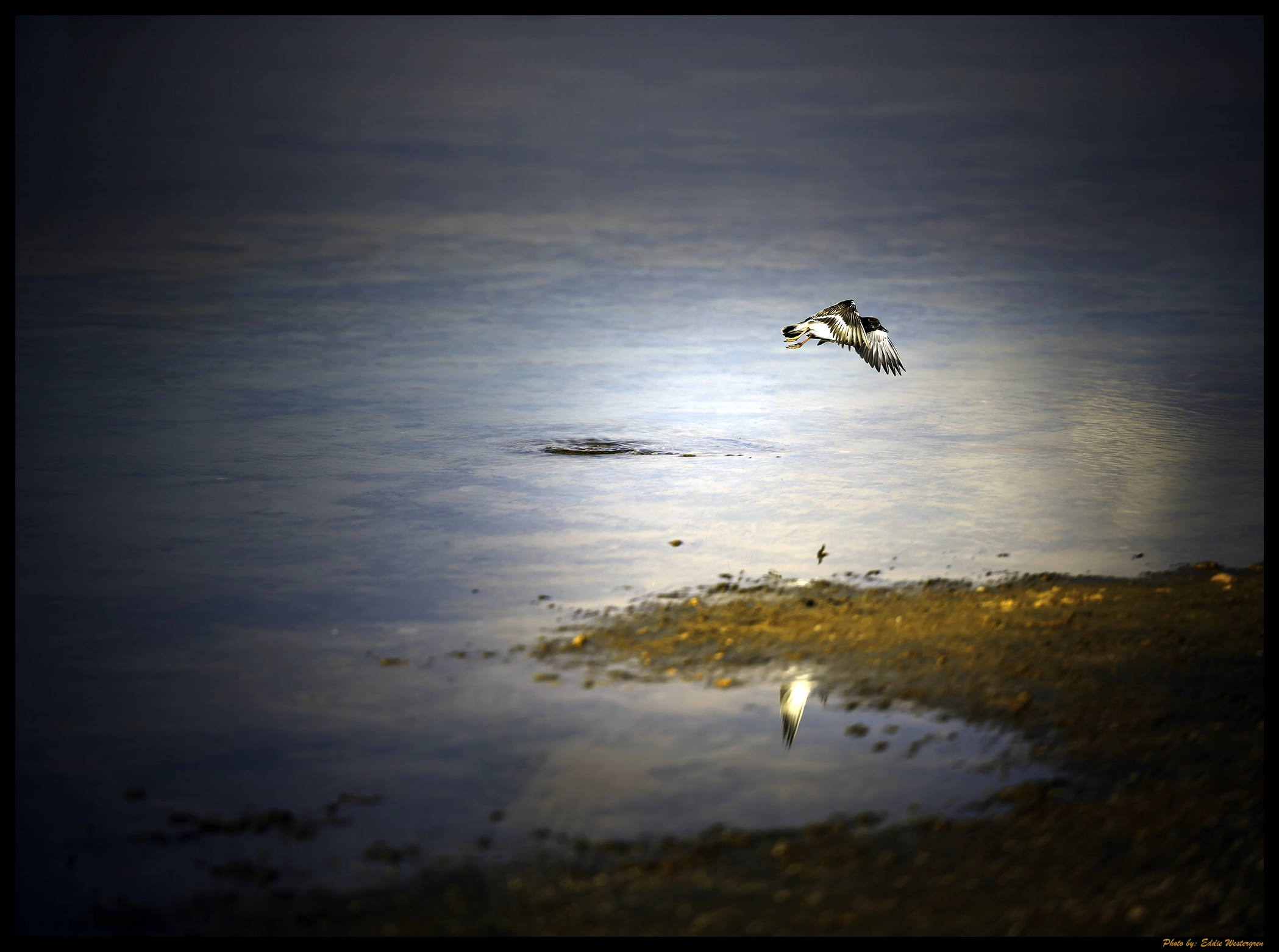 Bird in Nature reservate