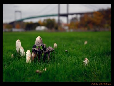 Inc cap mushroom photo