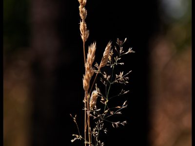 Blades of grass