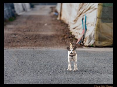 Dog on street photo